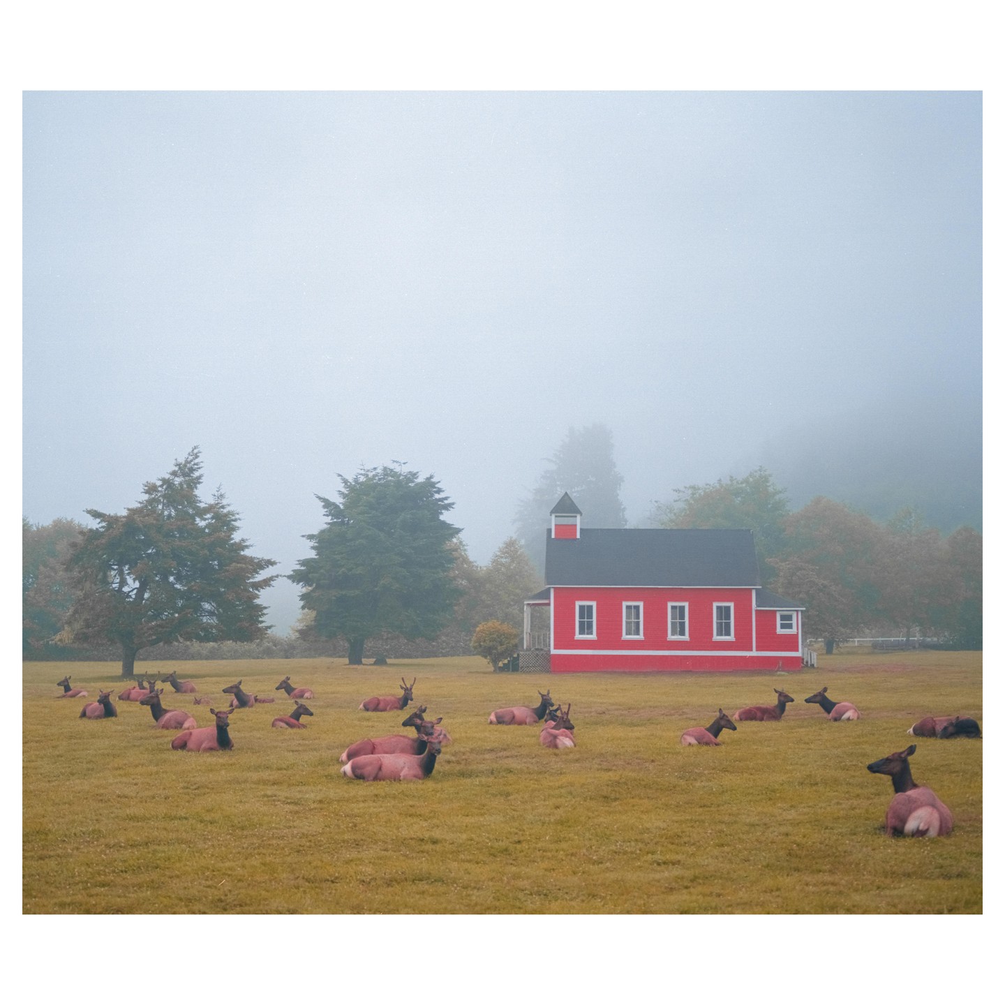 A herd of elk rests in a grassy field in front of a red building on a foggy day.