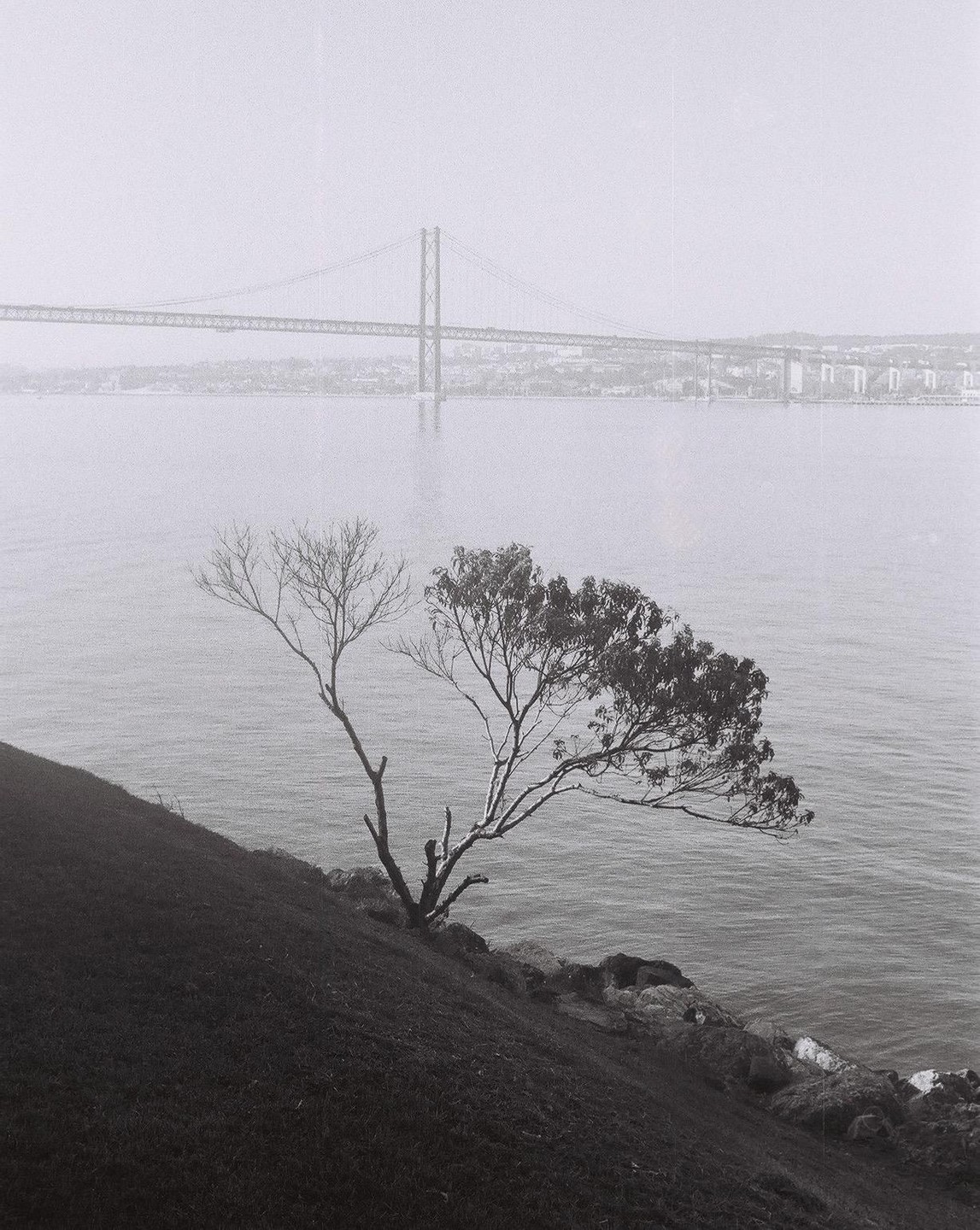 A tree with both bare and leafy branches grows on a grassy slope overlooking a body of water with a suspension bridge in the distance.