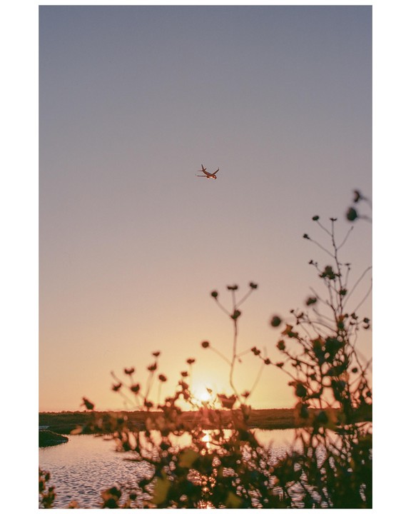 A plane flies in the sky above a body of water with plants in the foreground at sunset.