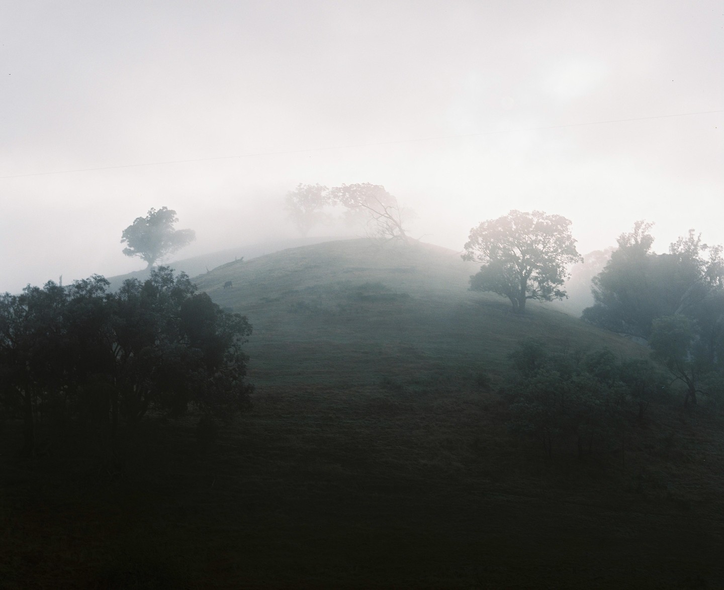 A foggy hillside with trees and a cow grazing in the early morning.