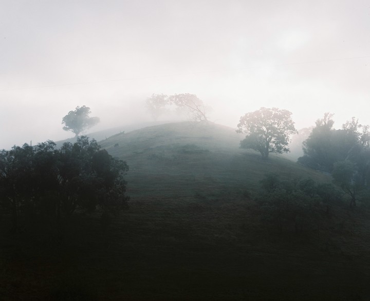 A foggy hillside with trees and a cow grazing in the early morning.