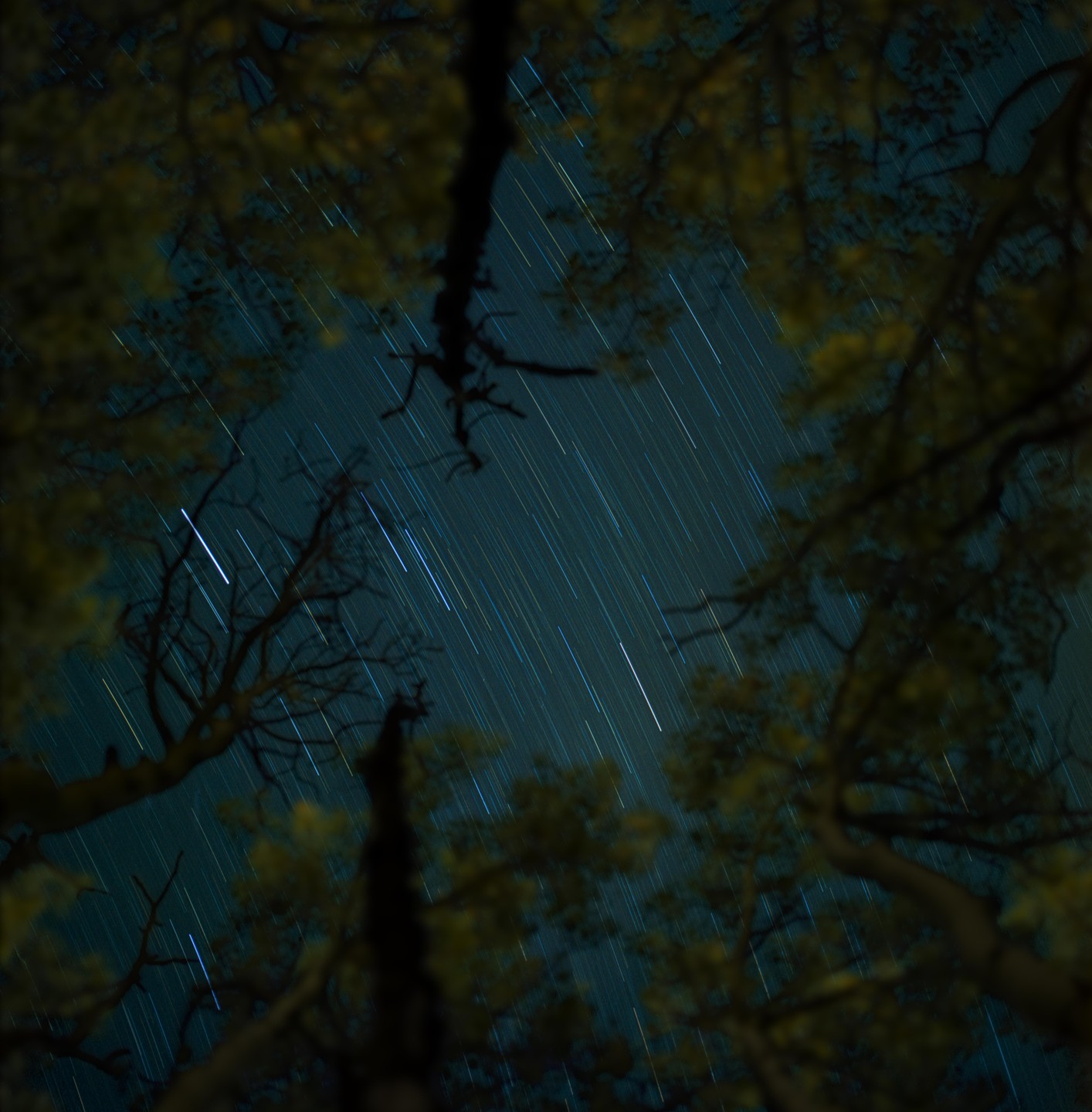 The night sky with star trails is visible through the branches and leaves of trees.