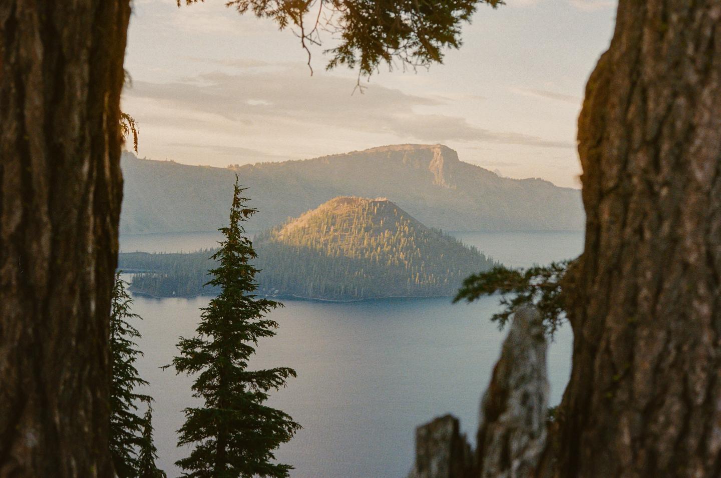 A body of water with a tree-covered island in the middle is framed by two large tree trunks.
