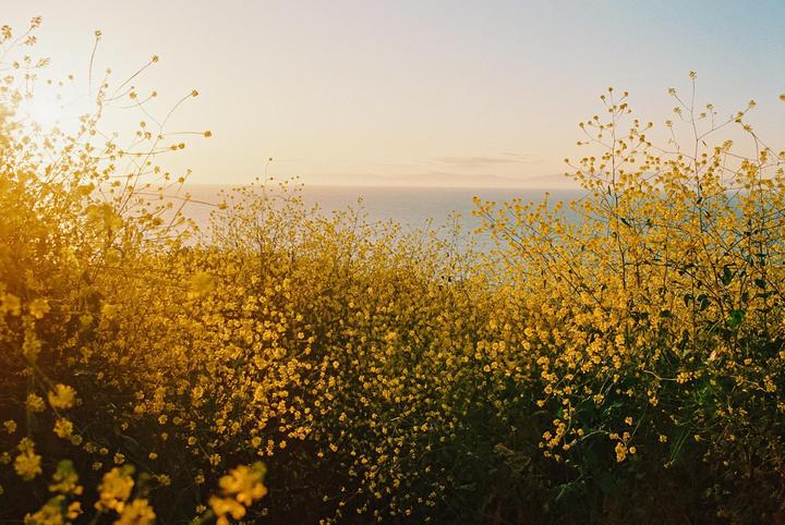 Yellow flowers fill the foreground with the ocean and a hazy horizon in the background.