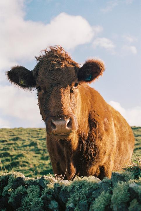 A brown cow with shaggy hair stands behind a mossy stone wall in a grassy field under a blue sky with clouds.