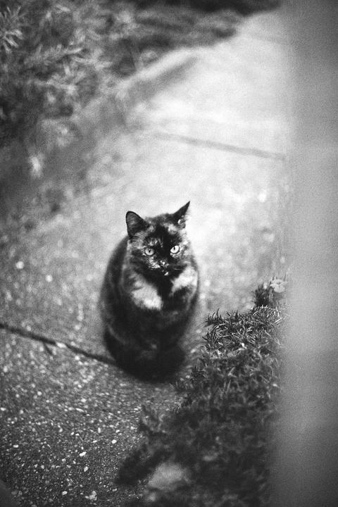 A cat with bright eyes sits on a paved surface next to some foliage.