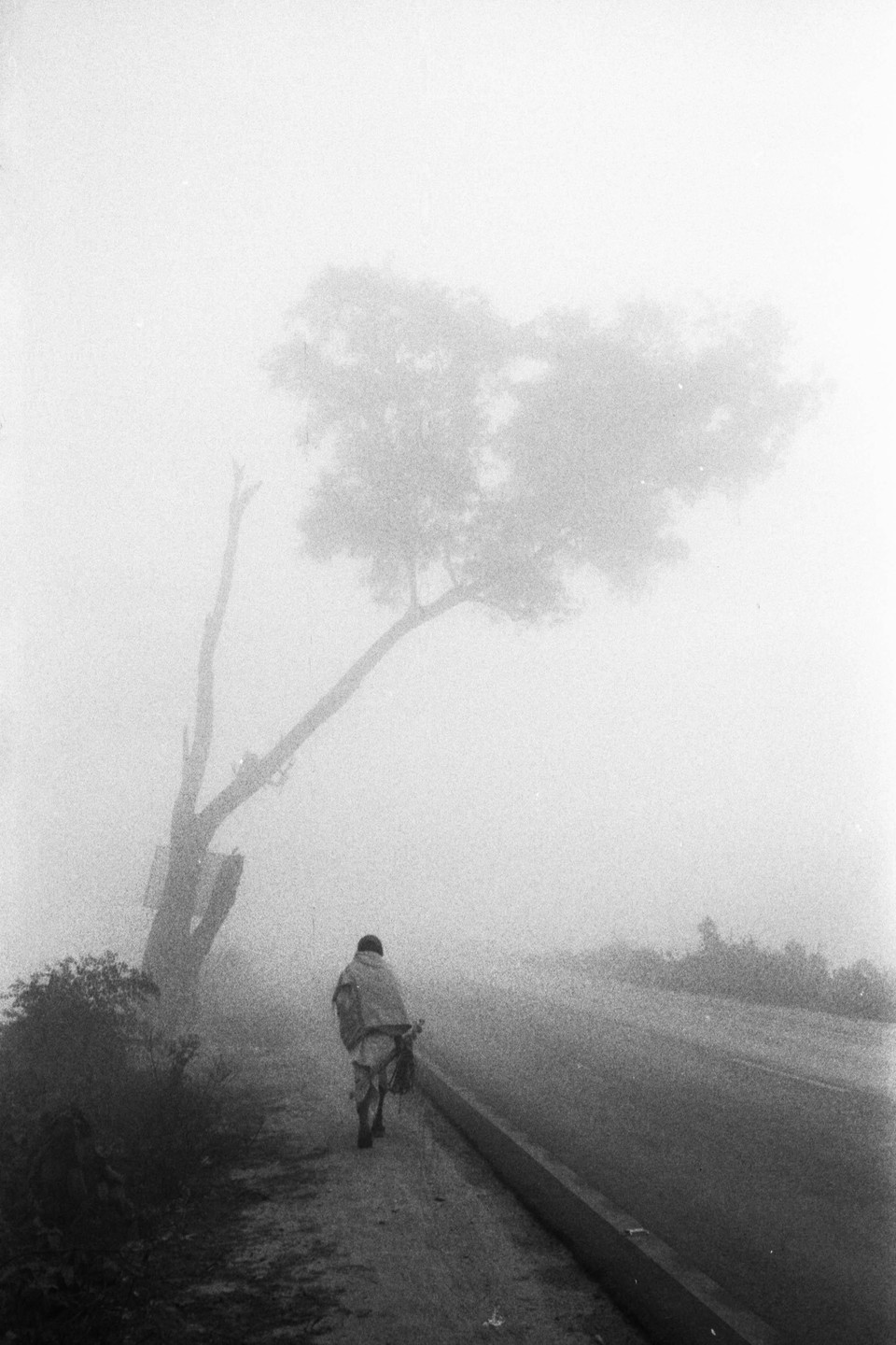 A person walks along a foggy road next to a tree.