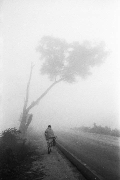 A person walks along a foggy road next to a tree.