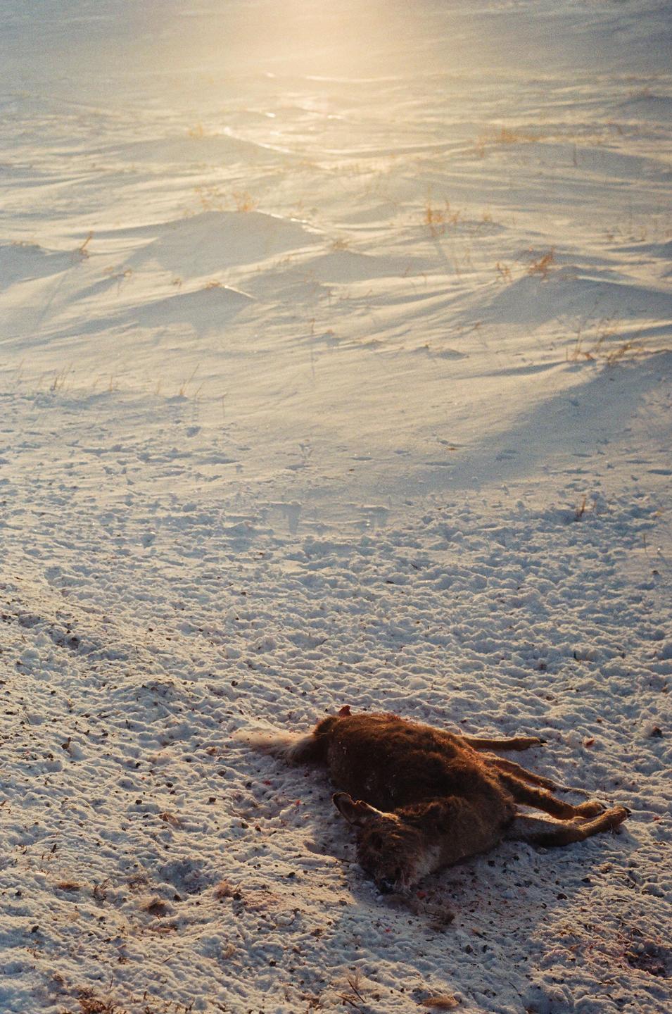 A dead deer lies on a snow-covered field with patches of dry grass.