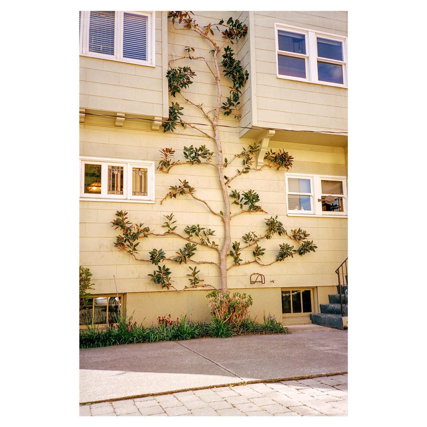 A tree with branches trained to grow flat against a cream-colored building with multiple windows.