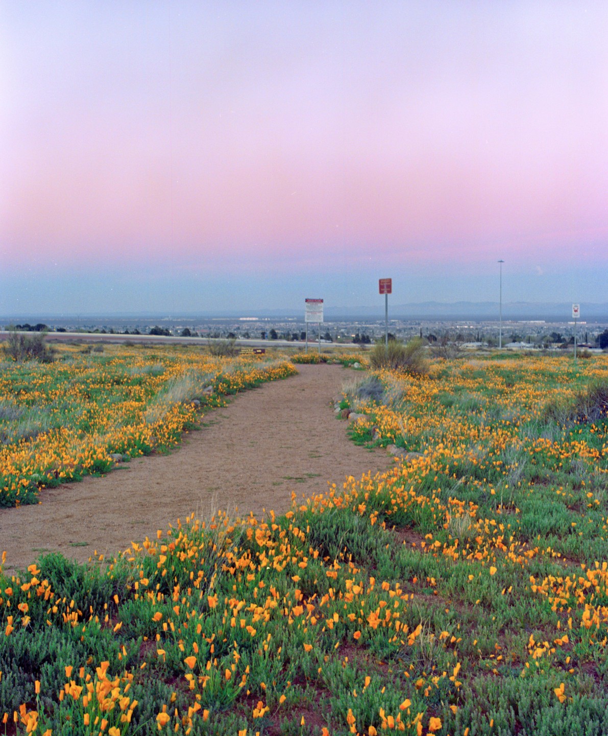 A dirt path winds through a field of orange poppies under a colorful sunset sky.