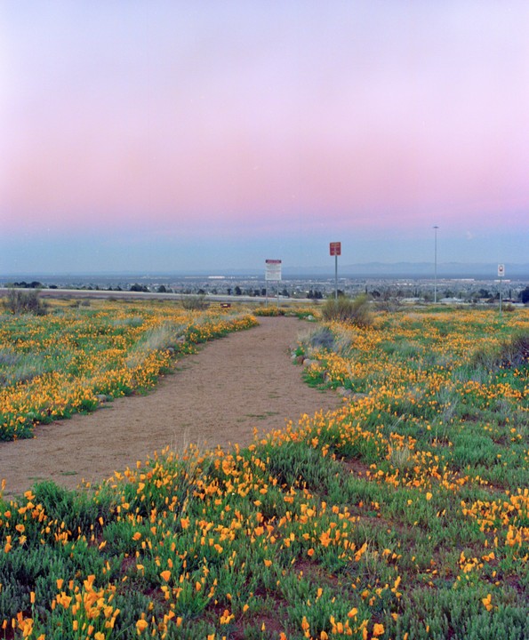 A dirt path winds through a field of orange poppies under a colorful sunset sky.