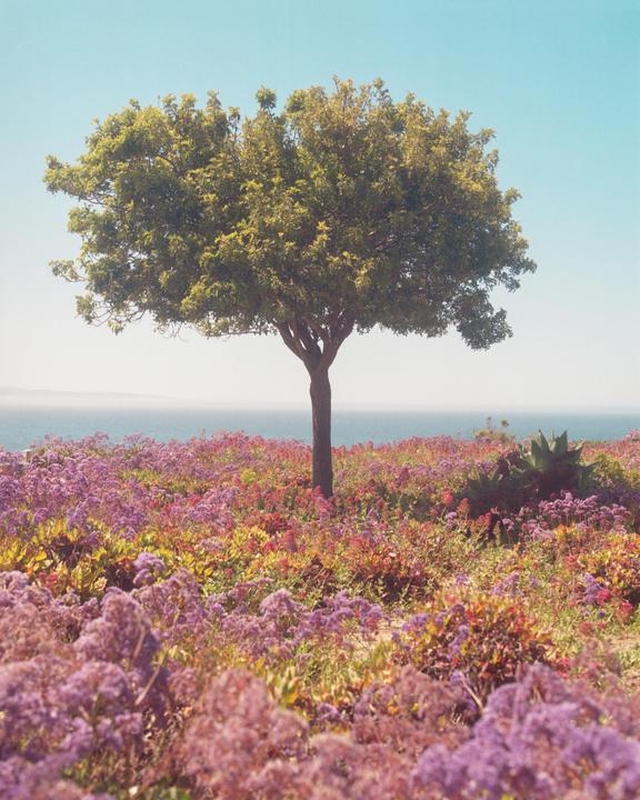 A lone tree stands in a field of purple and red wildflowers overlooking the ocean under a clear sky.