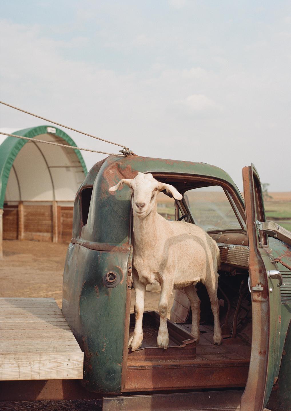 A goat stands inside the open door of a rusty, old green truck.