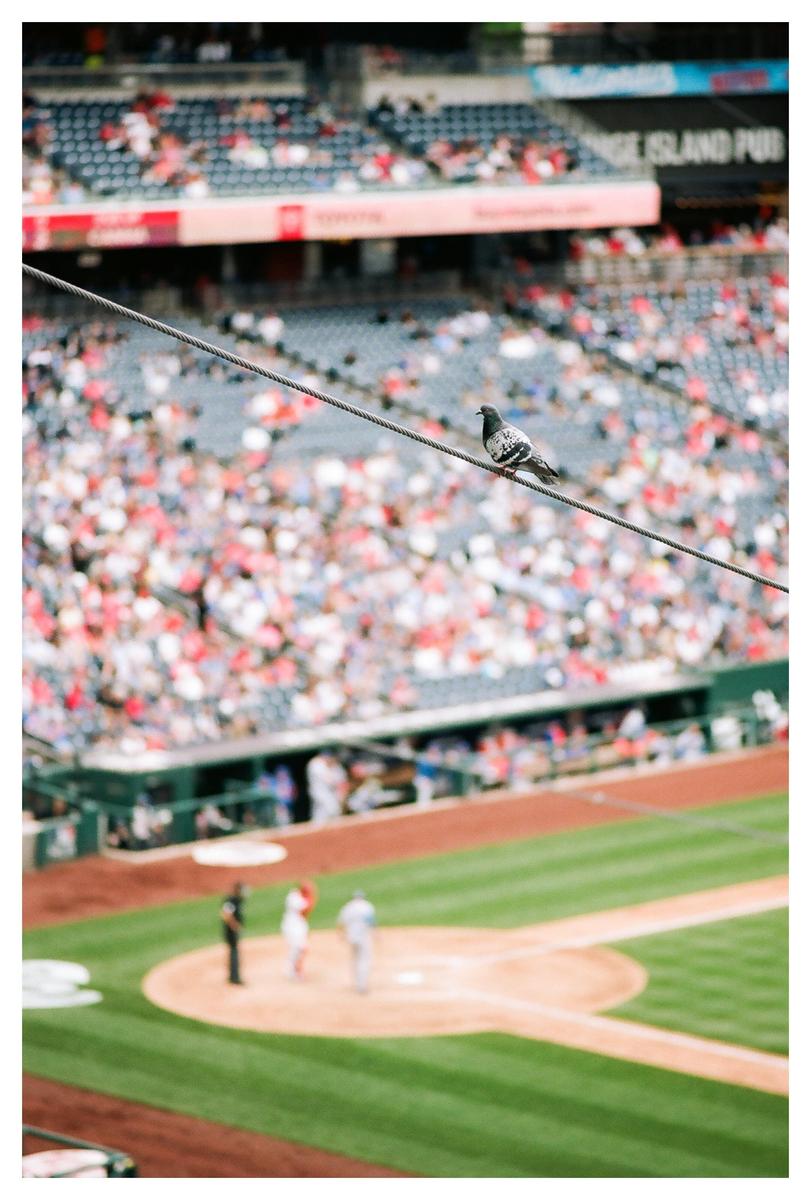 A pigeon sits on a wire overlooking a baseball stadium with people in the stands and on the field.