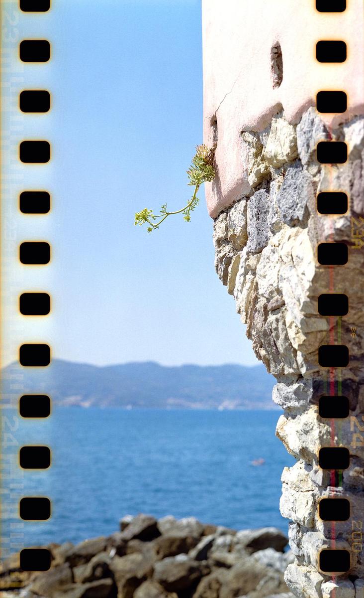A plant grows from a stone wall overlooking the sea and mountains.