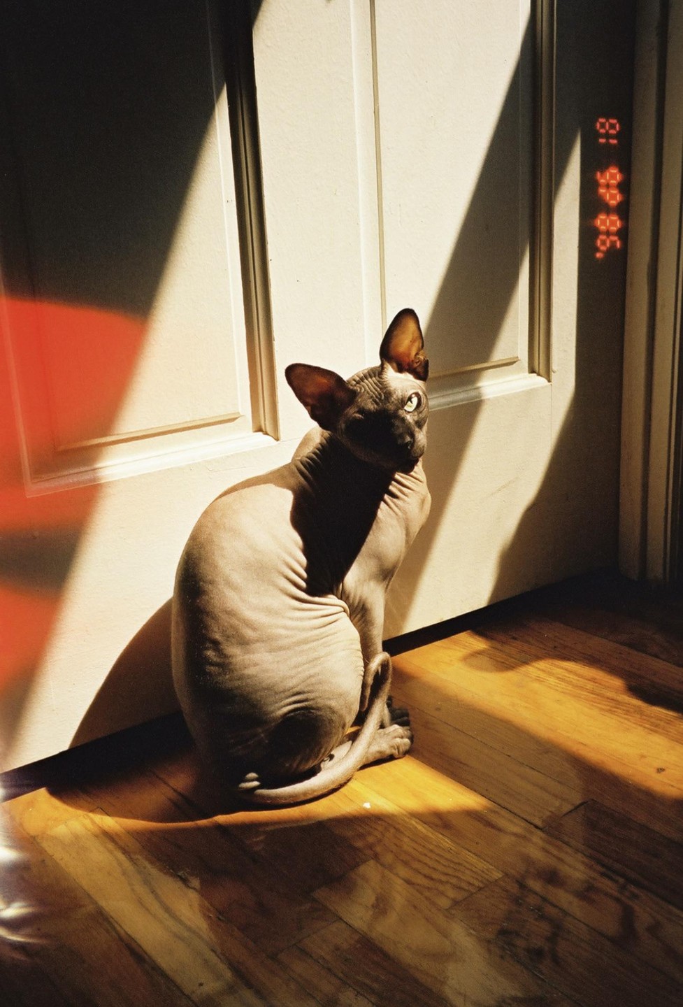 A hairless cat sits on a wooden floor next to a white door, illuminated by strong sunlight.