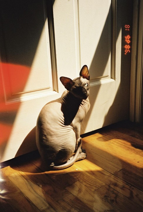 A hairless cat sits on a wooden floor next to a white door, illuminated by strong sunlight.