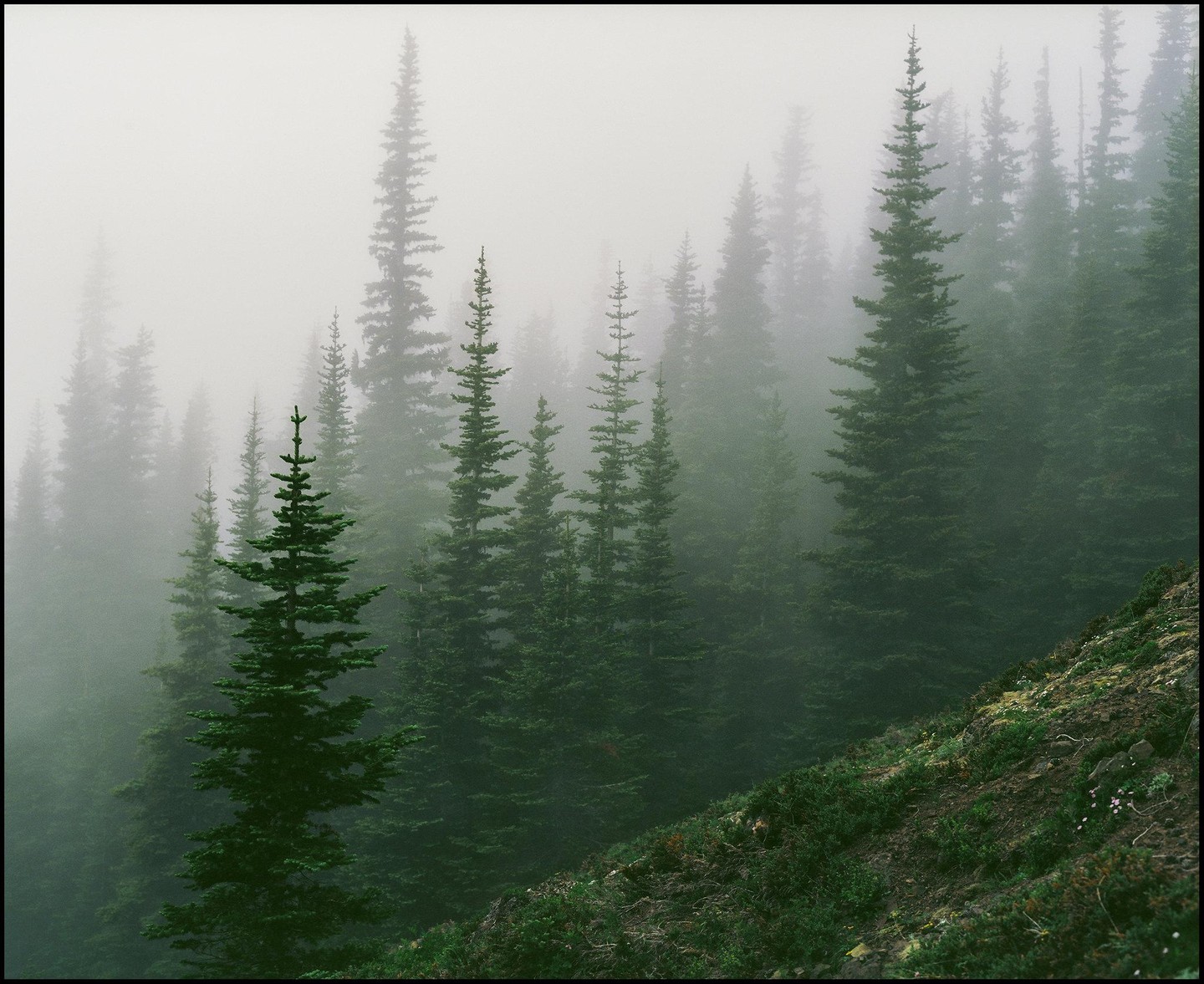 A dense forest of pine trees is shrouded in a thick fog, with a steep, grassy slope in the foreground.
