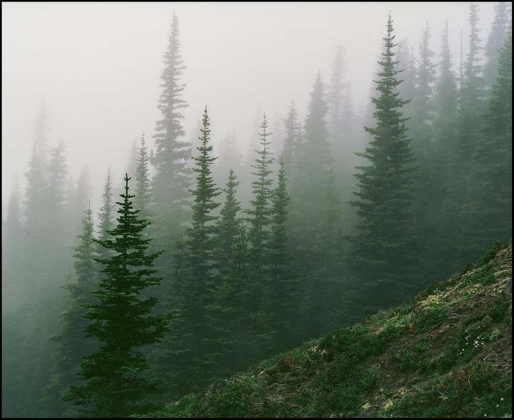 A dense forest of pine trees is shrouded in a thick fog, with a steep, grassy slope in the foreground.