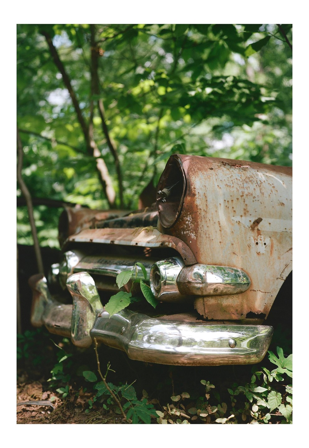 A rusty, abandoned car is overgrown with green foliage in a forest.