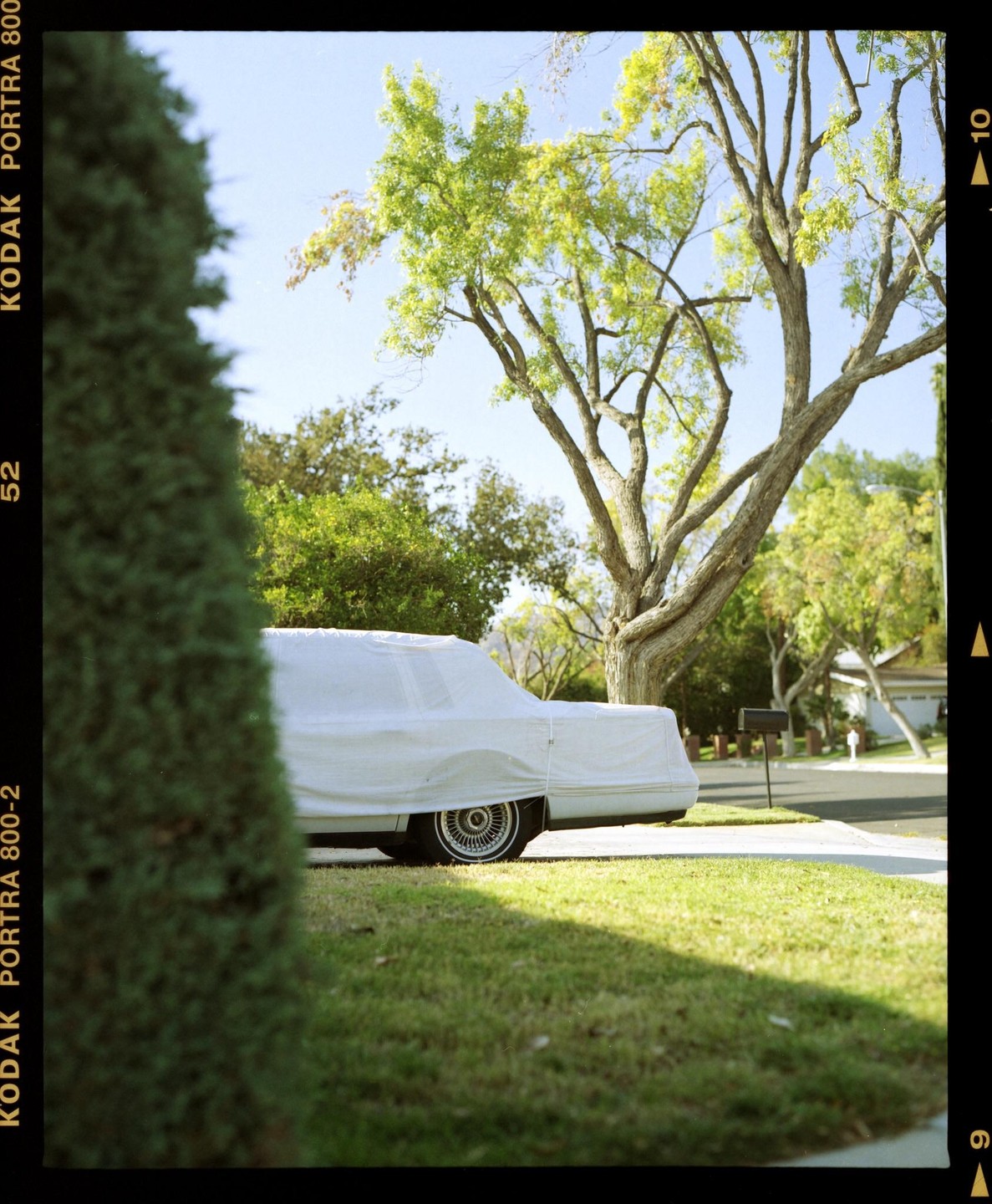 A white car cover conceals a vehicle parked on a driveway next to a grassy lawn and a large tree.