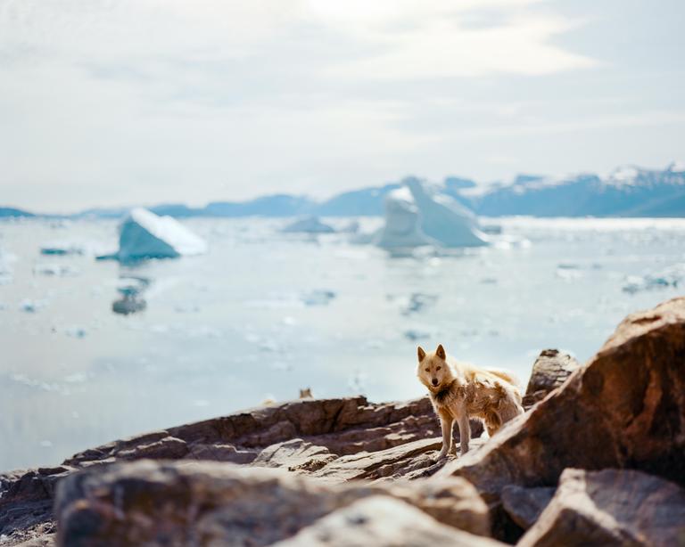 A dog stands on a rocky shore with icebergs and mountains in the background.