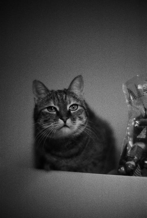 A tabby cat with wide eyes looks directly at the viewer.
