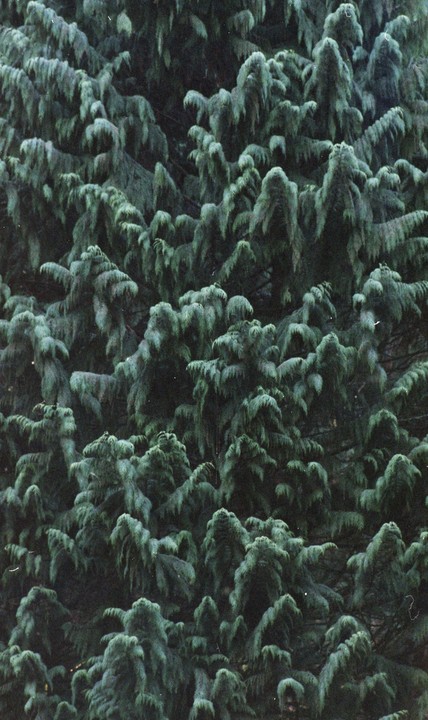 A dense evergreen tree with many branches and needles is shown in a close-up shot.