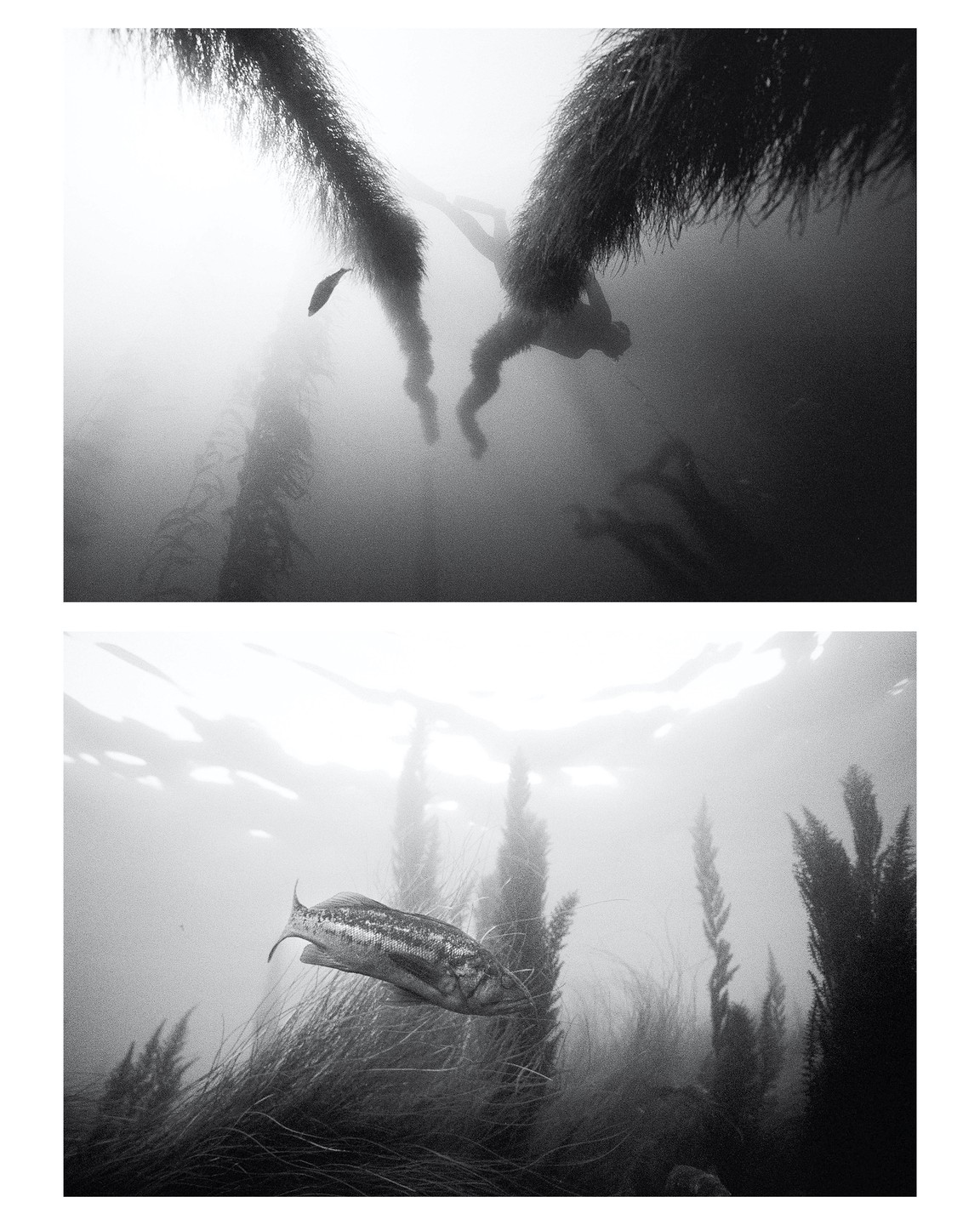 A person swims underwater among kelp while a fish swims near the bottom.