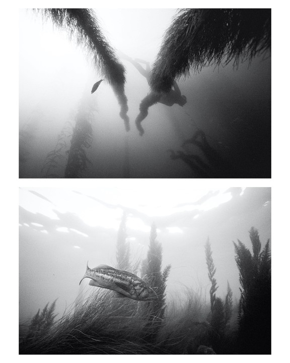 A person swims underwater among kelp while a fish swims near the bottom.