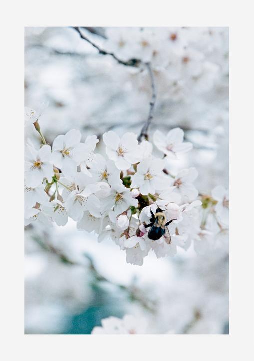 A bee is visible on a branch of white blossoms.