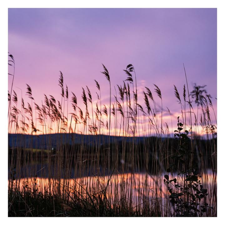 Tall reeds stand in front of a lake reflecting the vibrant colors of a sunset sky.