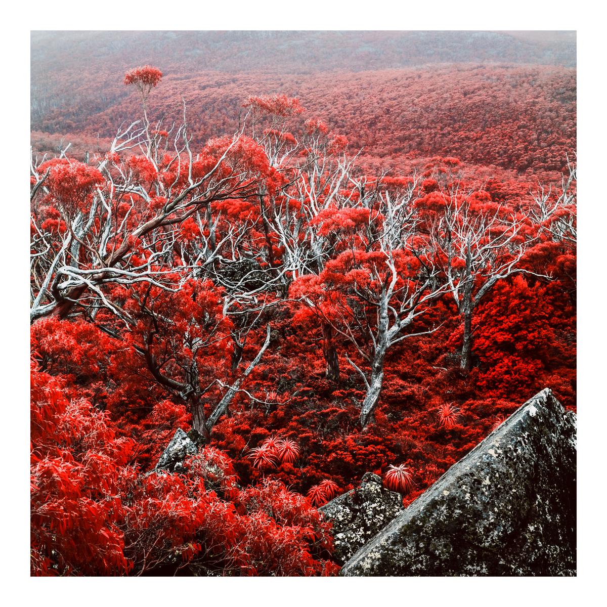 A forest of red trees with white branches covers a hillside, with a large rock in the foreground.