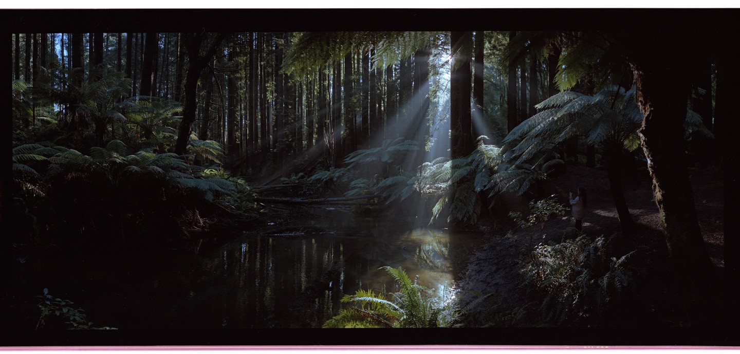Sunlight streams through tall redwood trees and ferns onto a small body of water in a forest.