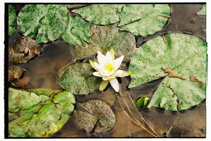 A white water lily floats on a pond surrounded by lily pads.