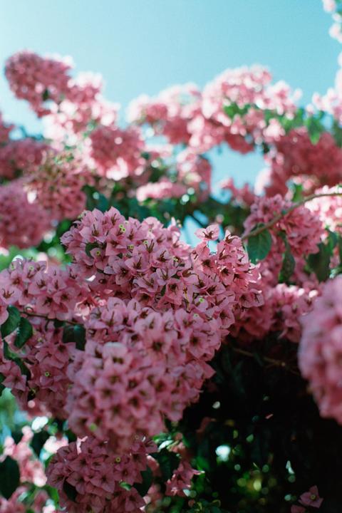 A cluster of pink bougainvillea flowers is shown against a bright blue sky.