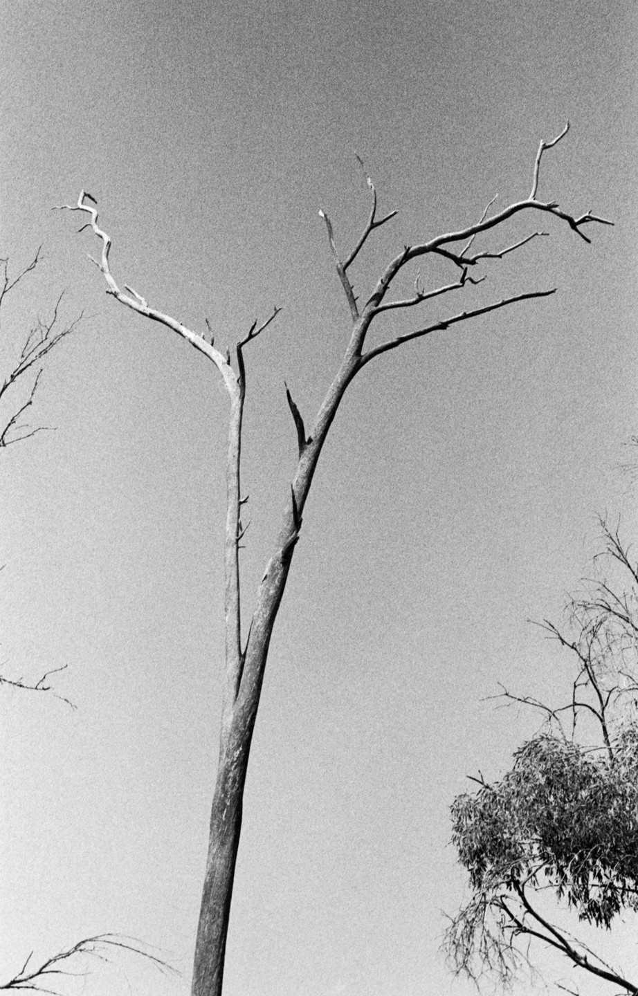 A tall, bare tree trunk with many branches extends into a clear sky, with a leafy tree visible in the lower right.