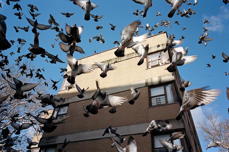 Many pigeons fly in front of a brick building under a clear blue sky.