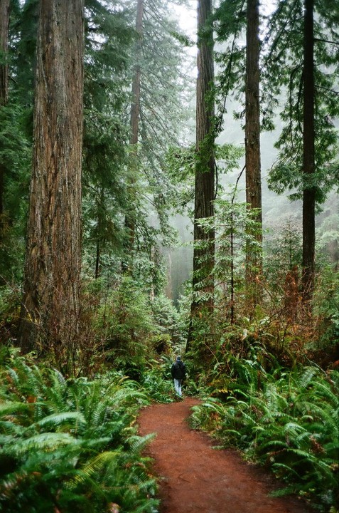 A person walks along a dirt path through a dense forest of tall redwood trees and ferns.
