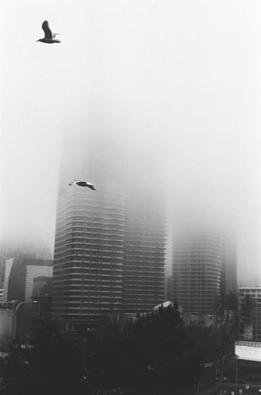 Two birds fly over a city skyline shrouded in fog.