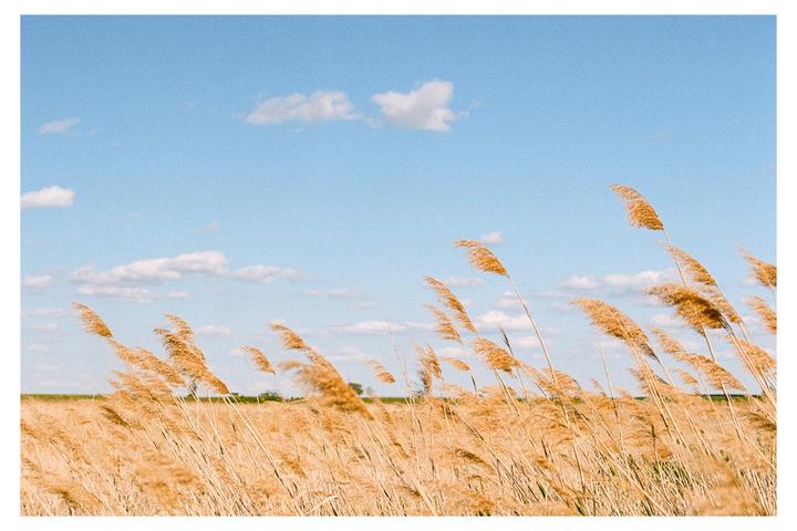 A field of tall, golden reeds sways under a bright blue sky with scattered white clouds.