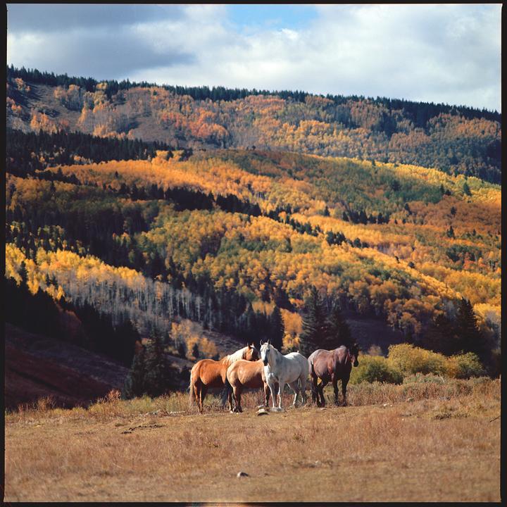 Four horses stand in a field with a mountain covered in autumn foliage in the background.