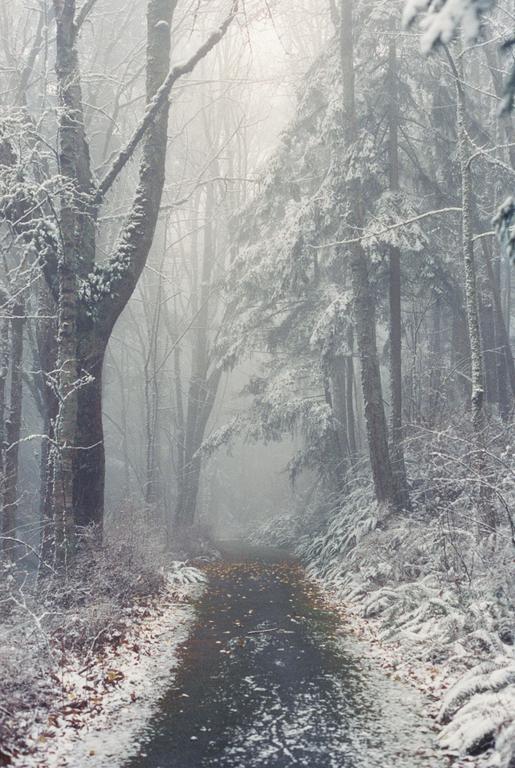 A path covered in fallen leaves leads through a snow-covered forest on a foggy morning.