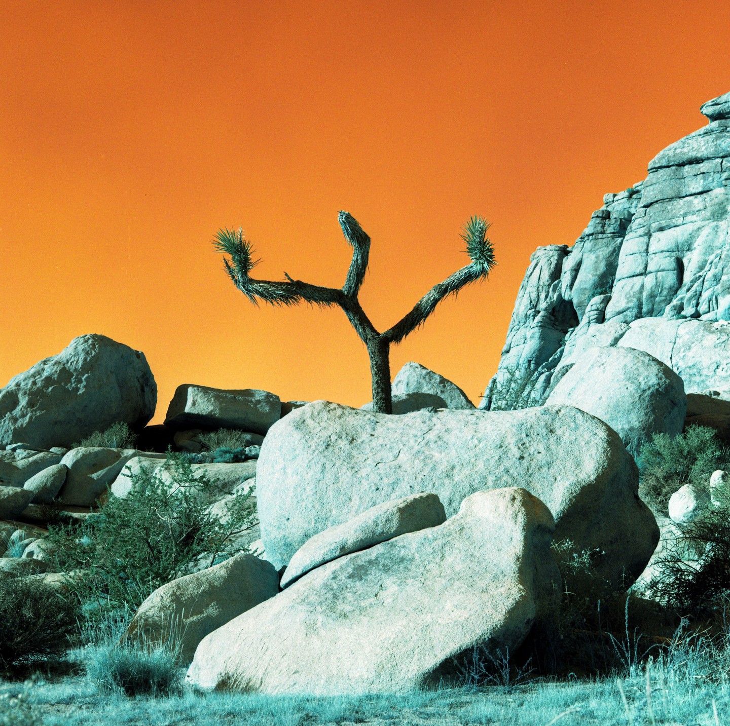 A joshua tree grows among large boulders under an orange sky.