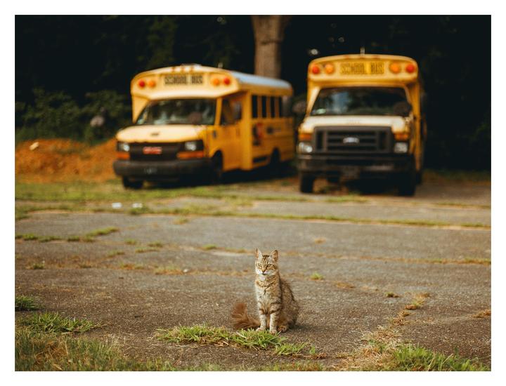 A tabby cat sits on an asphalt surface with two yellow school buses parked in the background.