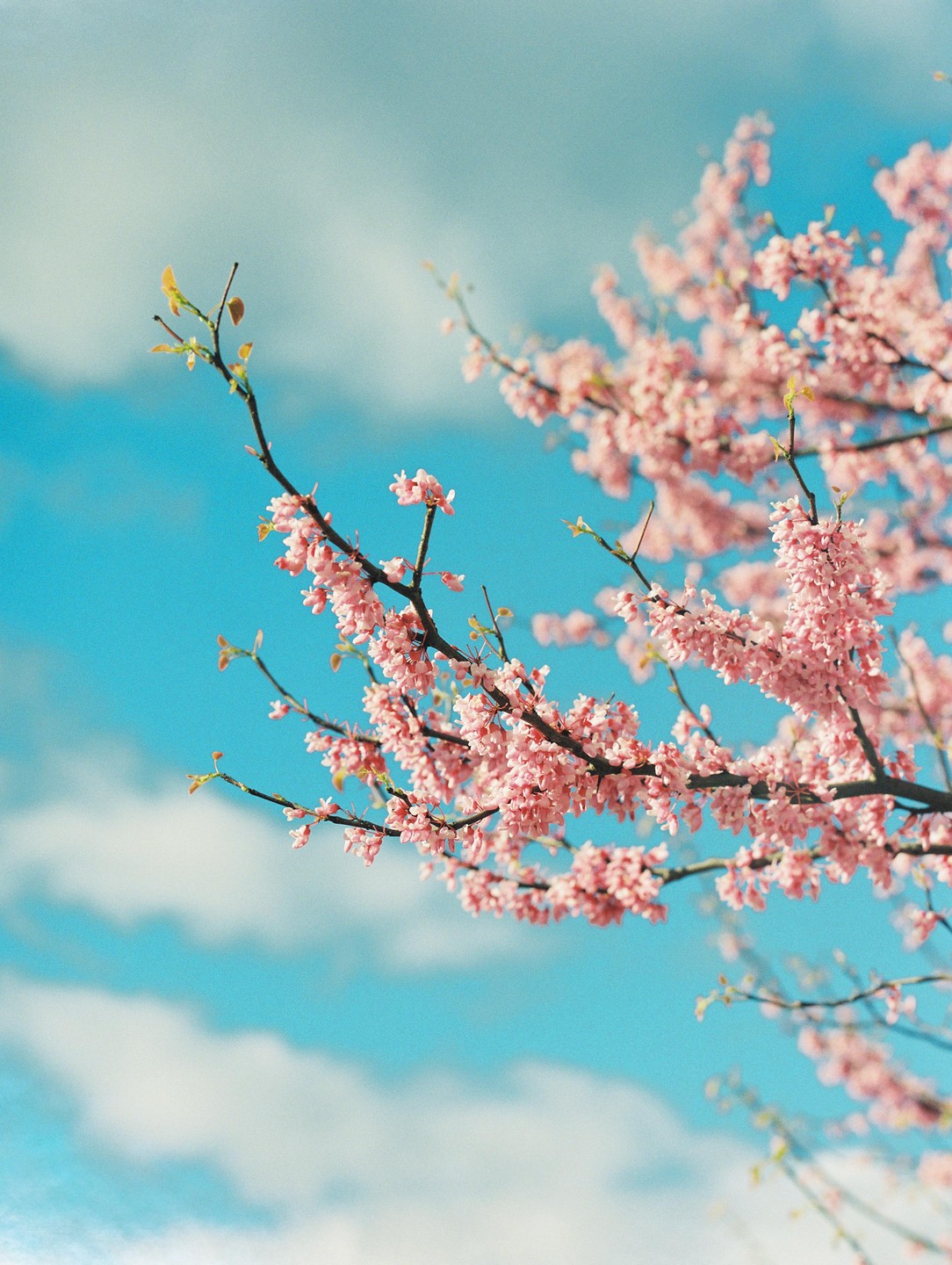 Pink blossoms on a tree branch are set against a bright blue sky with white clouds.