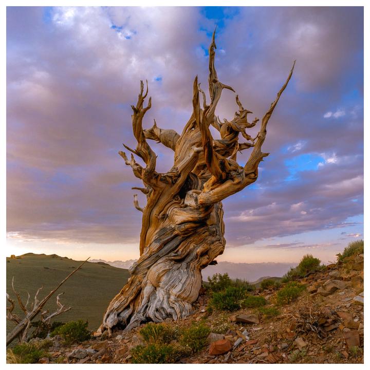 An ancient bristlecone pine tree stands on a rocky hillside under a dramatic sky at dusk.