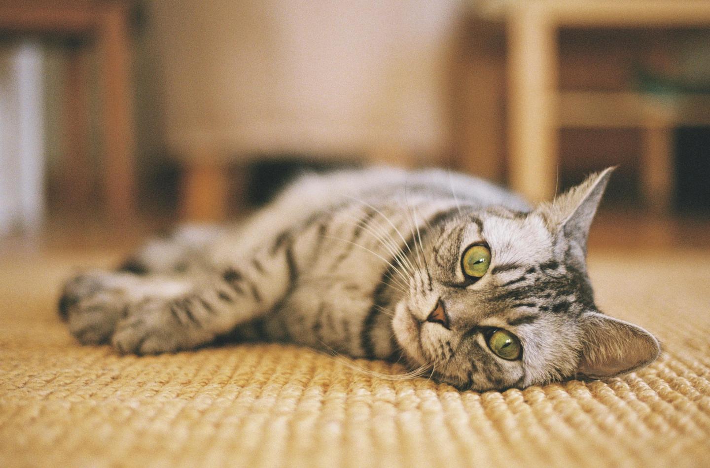A tabby cat with green eyes lies on a woven rug.