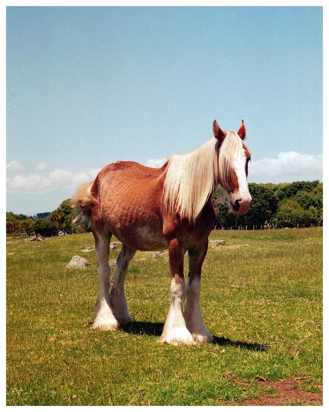 A brown horse with a white mane and feathered legs stands in a grassy field under a clear sky.